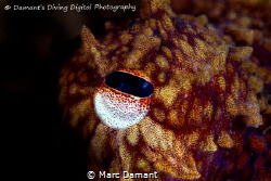 Snooted eye of a Ruby Red Octopus! 100mm Macro Canon T2I ... by Marc Damant 